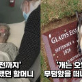 (실제 영상) 오랫동안 같이 살았던 할머니가 죽자, 주인의 곁을 떠나지 못하고 무덤에서 오열하는 강아지…