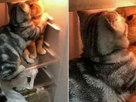 집사 몰래 냉장고에 들어가서 '애정 행각' 벌이다가 현장 딱 걸린 고양이 커플
